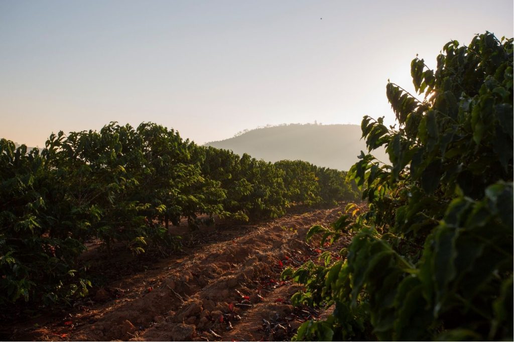 agricultura